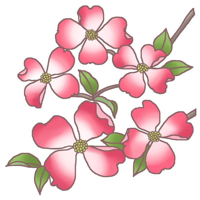 春の花3 ハナミズキ 花水木 カラー 花イラスト お花と季節のお礼状