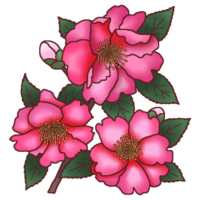 冬の花1 サザンカ 山茶花 3 カラー 花のイラスト 季節の花 お花と季節のお礼状