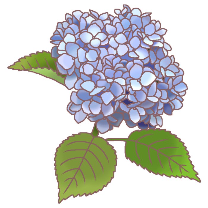 夏の花1 アジサイ1 紫陽花 カラー 花イラスト お花と季節のお礼状
