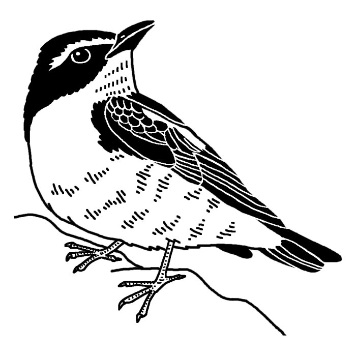 キビタキ 黄鶲 白黒 福島県の鳥 都道府県の木 花 鳥イラスト素材