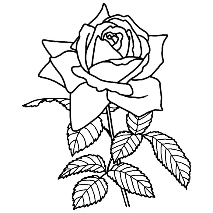 バラ 薔薇 白黒 茨城県の花 都道府県の木 花 鳥イラスト素材