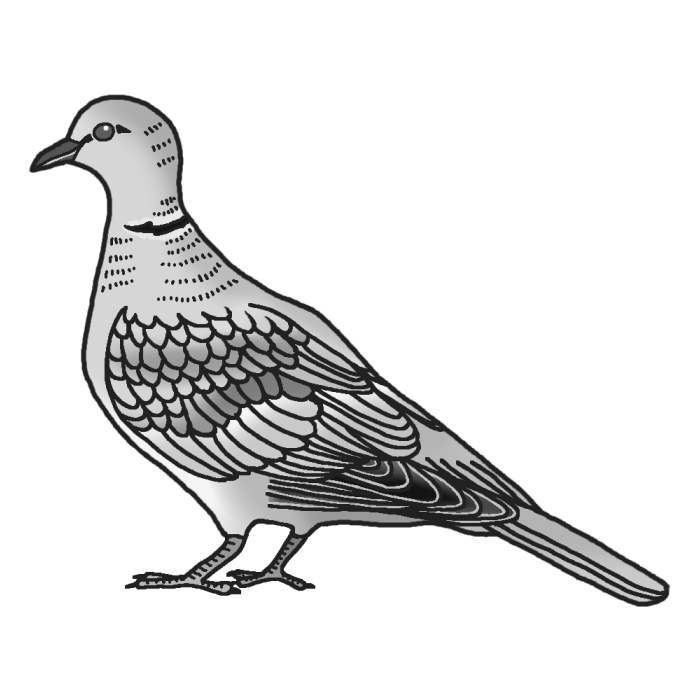 シラコバト 白子鳩 カラー 埼玉県の鳥 都道府県の木 花 鳥イラスト素材