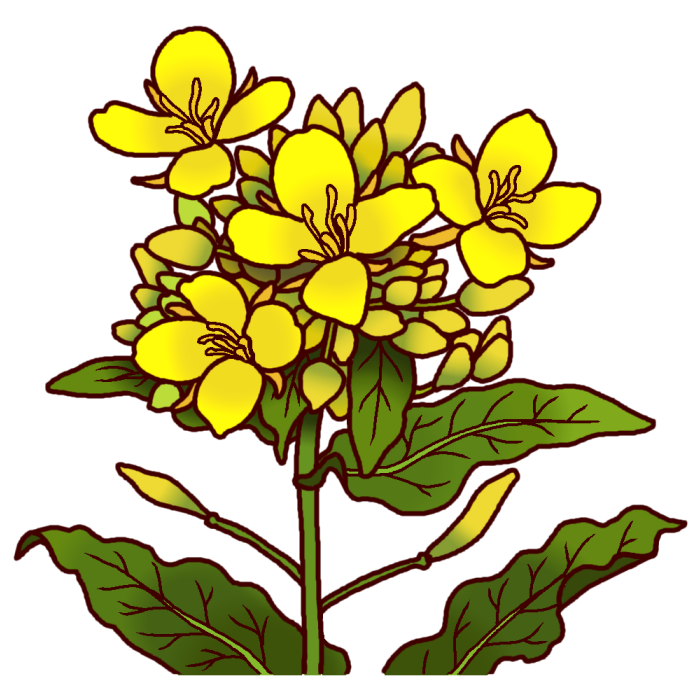 ナノハナ 菜の花 カラー 千葉県の花 都道府県の木 花 鳥イラスト素材