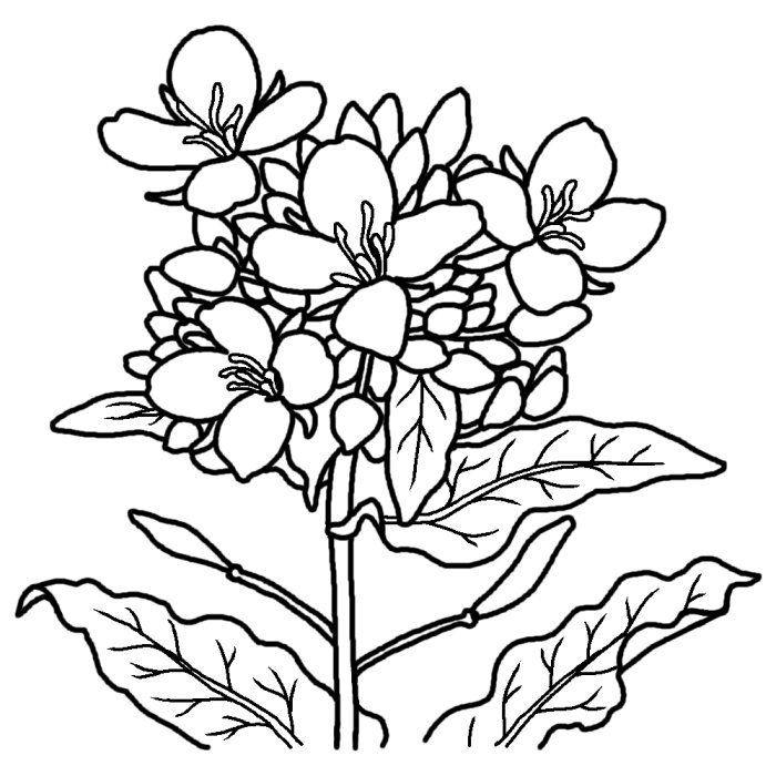 ナノハナ 菜の花 白黒 千葉県の花 都道府県の木 花 鳥イラスト素材