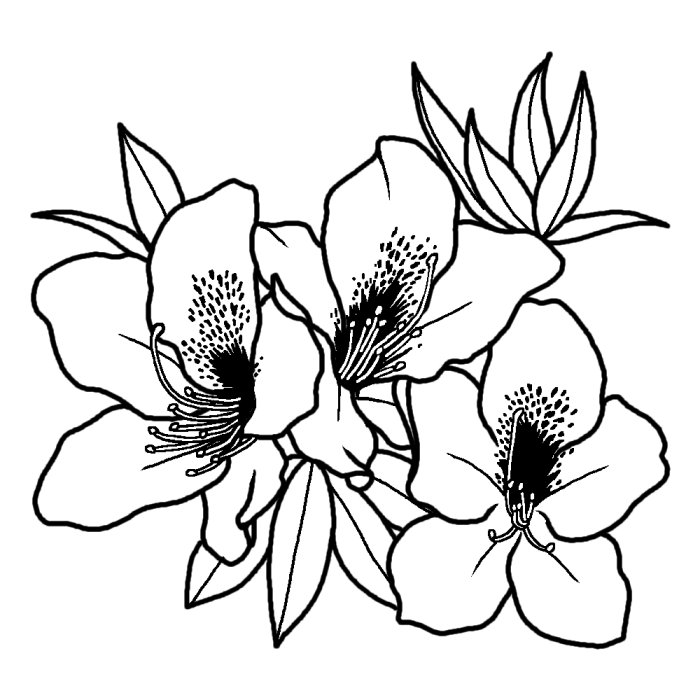 ツツジ 躑躅 白黒 静岡県の花 都道府県の木 花 鳥イラスト素材