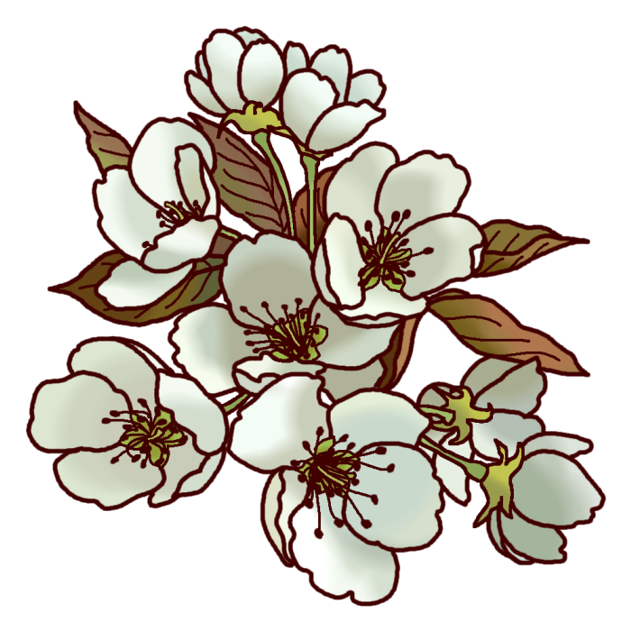 二十世紀梨の花 カラー 鳥取県の花 都道府県の木 花 鳥イラスト素材