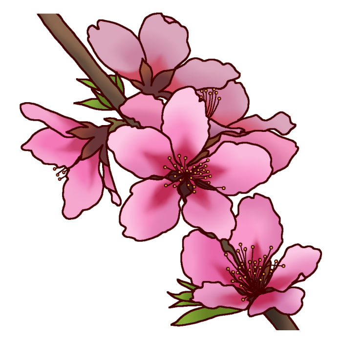 モモの花 桃の花 カラー 岡山県の花 都道府県の木 花 鳥イラスト素材