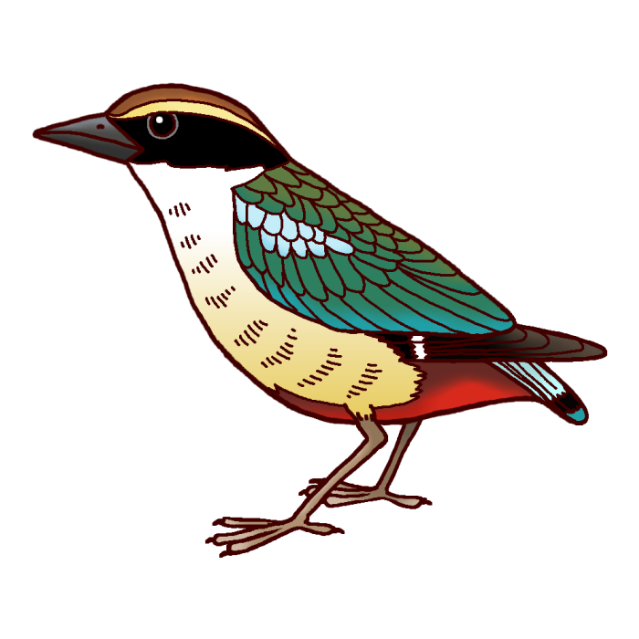 ヤイロチョウ 八色鳥 カラー 高知県の鳥 都道府県の木 花 鳥イラスト素材