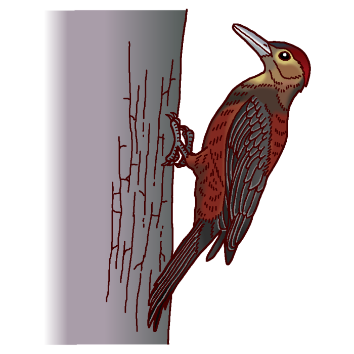 ノグチゲラ 野口啄木鳥 カラー 沖縄県の鳥 都道府県の木 花 鳥イラスト素材